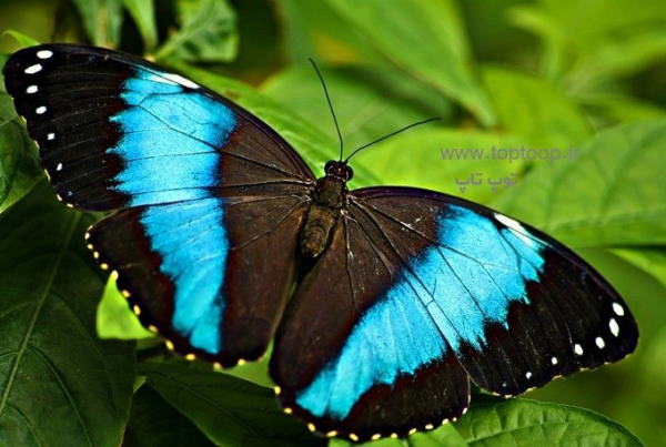 تعبیر خواب پروانه و پروانه های رنگی – تعبیر دیدن پروانه در خانه