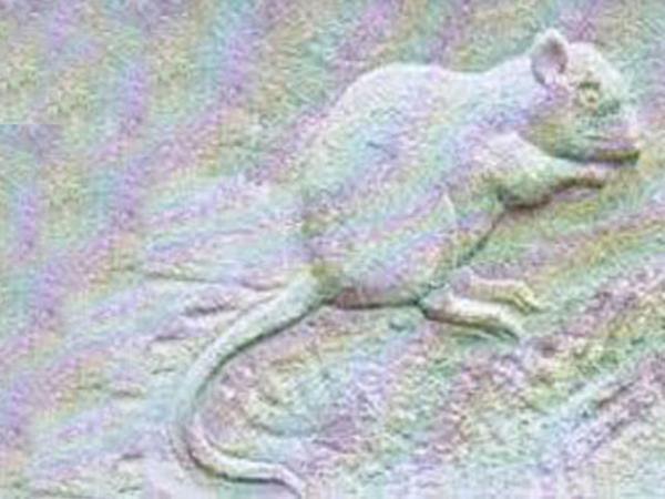 رمزگشایی نشانه موش و مجسمه موش و دم و سر موش در دفینه یابی