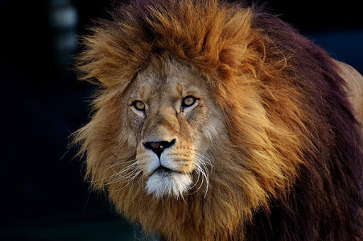 تعبیر خواب حمله شیر جنگل – تعبیر غرش شیر جنگل در خواب