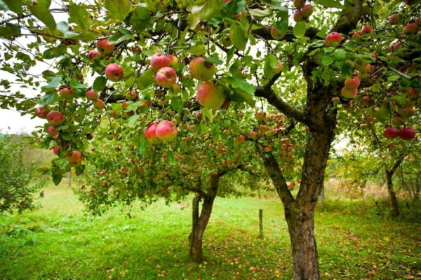 تعبیر خواب سیب قرمز و سیب رنگی – تعبیر دیدن درخت سیب در خواب