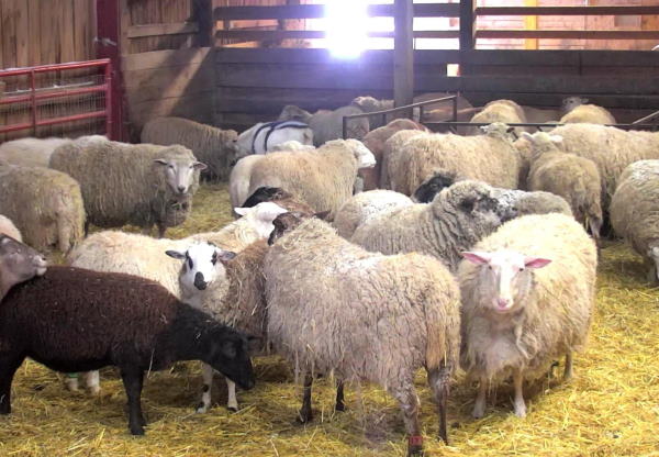 تعبیر خواب طویله و حیوانات در طویله – تعبیر طویله پر از گوسفند و گاو